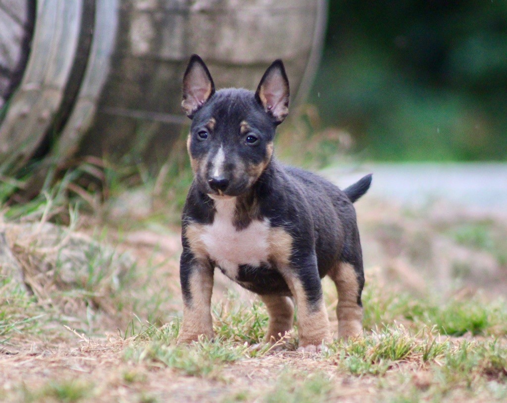 Apocalypse Du Domaine Des Démons Bretons