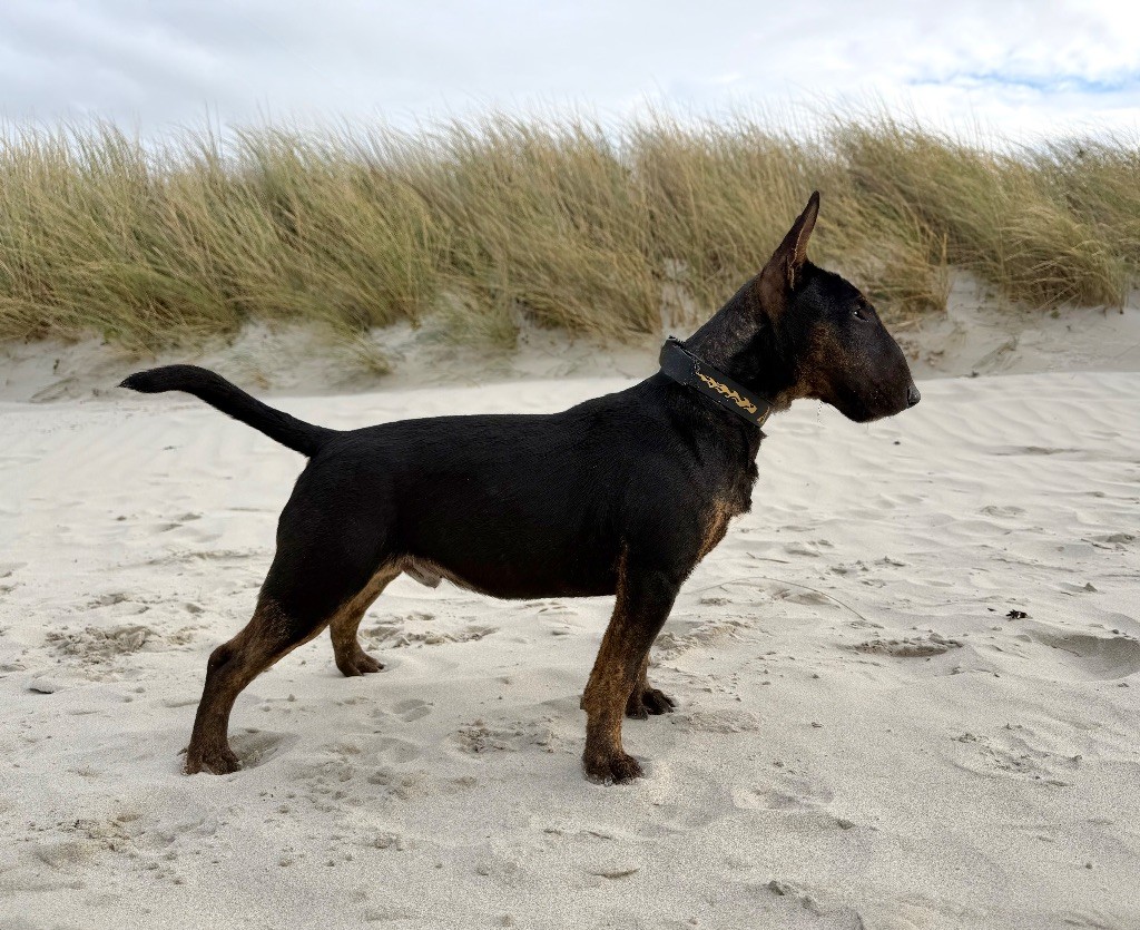 Alpha Du Domaine Des Démons Bretons