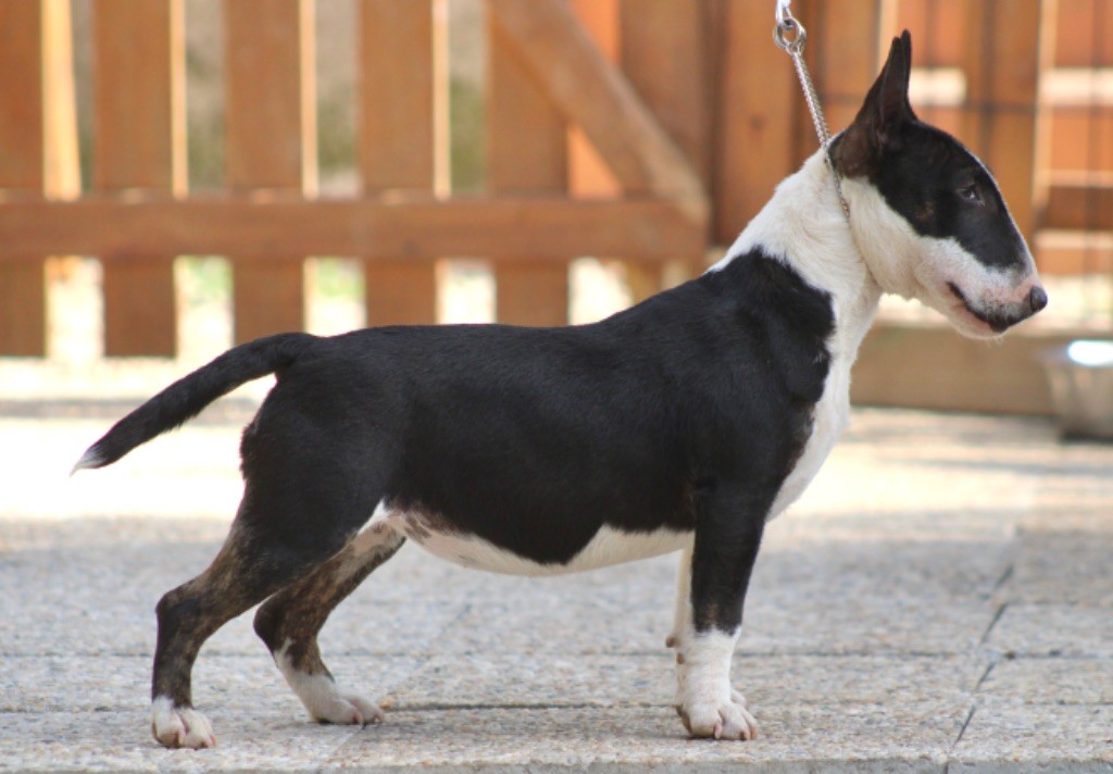 Atchoum Du Domaine Des Démons Bretons