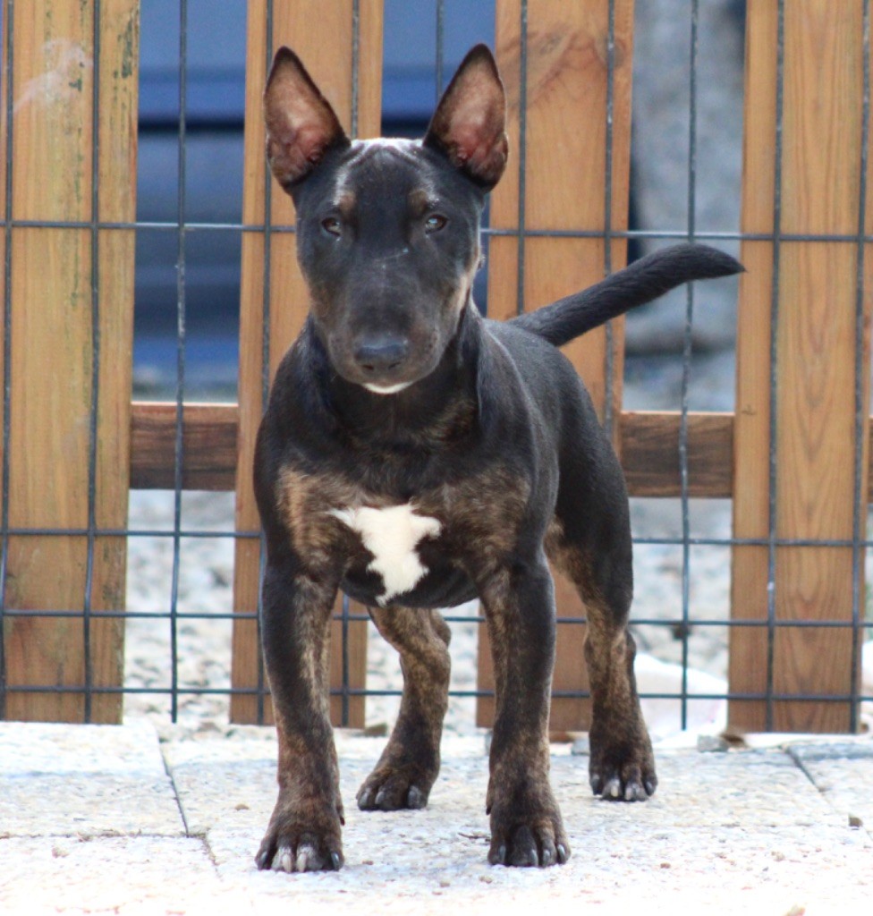 Alpha Du Domaine Des Démons Bretons