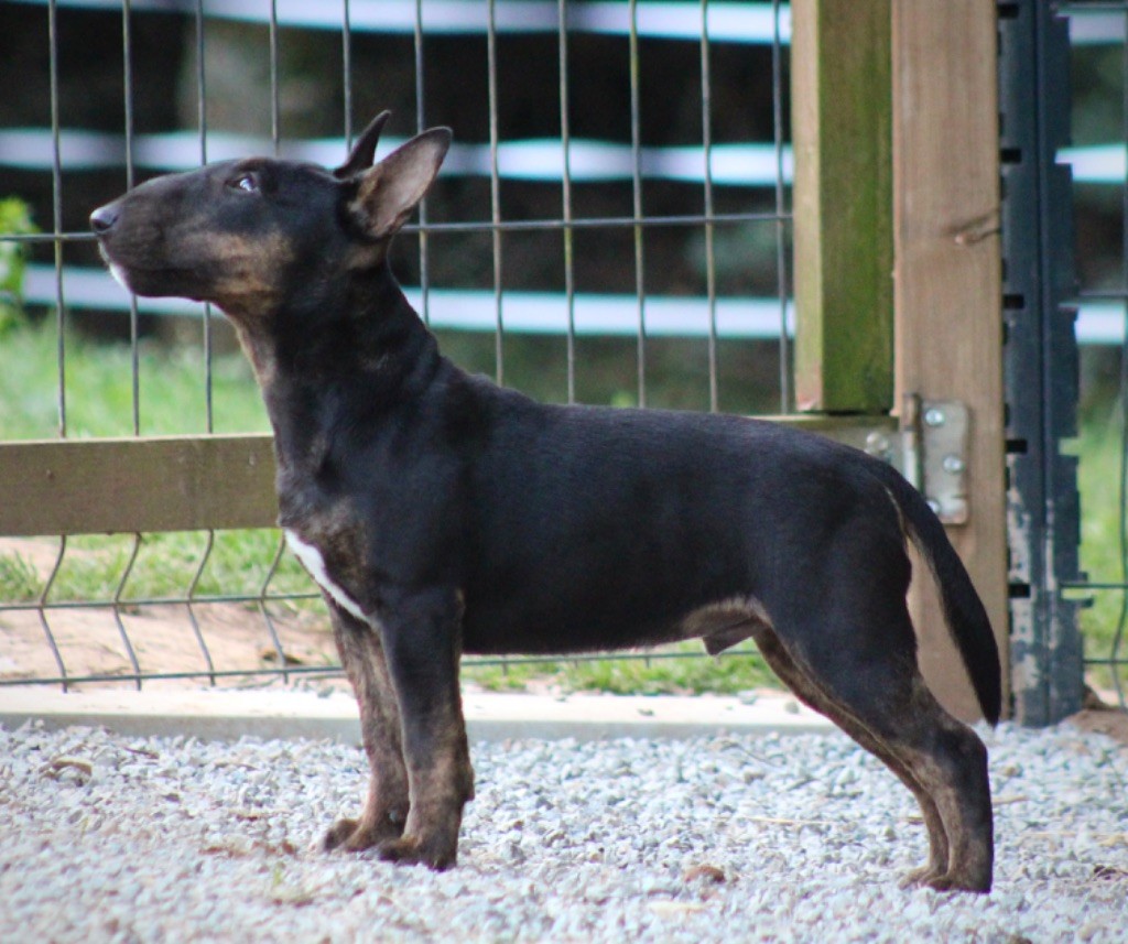 Alpha Du Domaine Des Démons Bretons