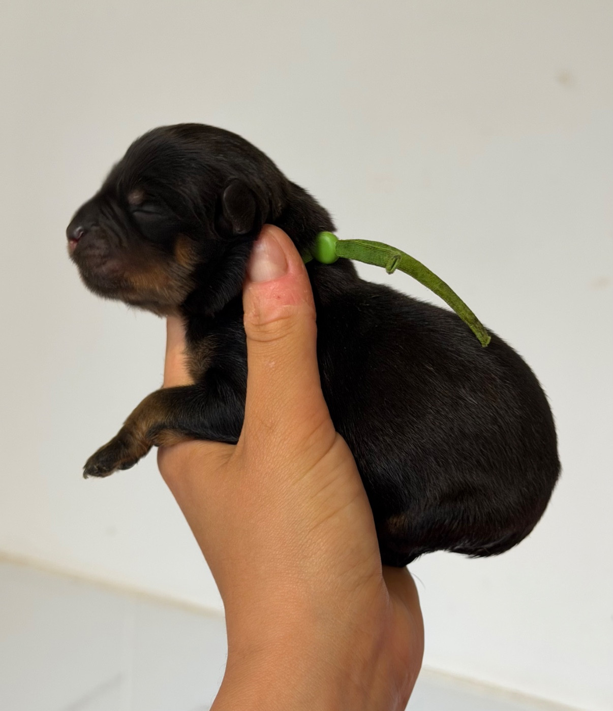 Mâle collier vert - Rottweiler