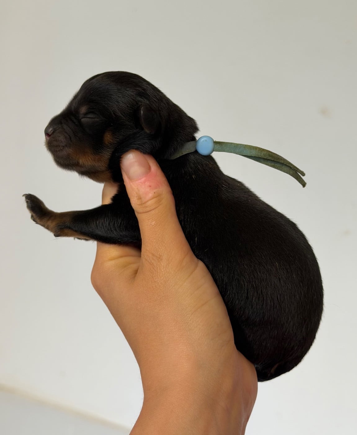 Mâle bleu clair - Rottweiler