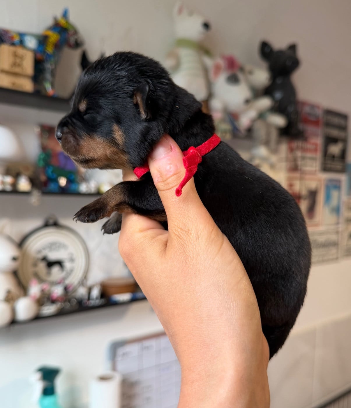 Femelle collier rouge - Rottweiler