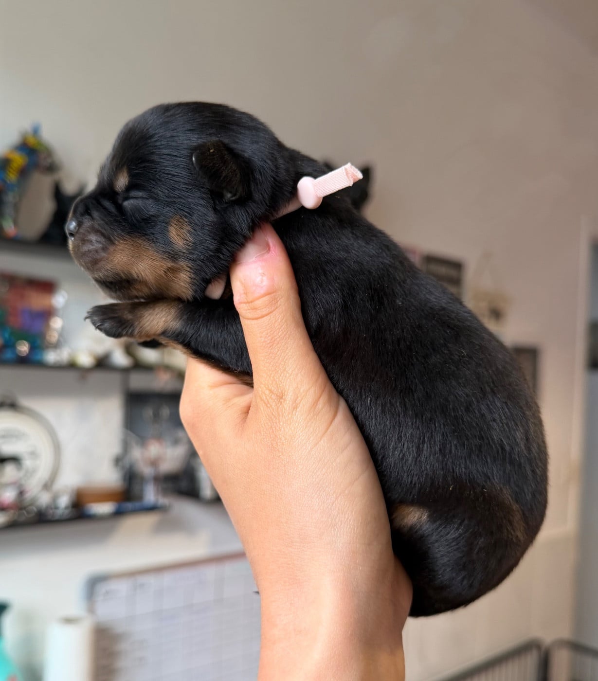 Femelle collier rose - Rottweiler