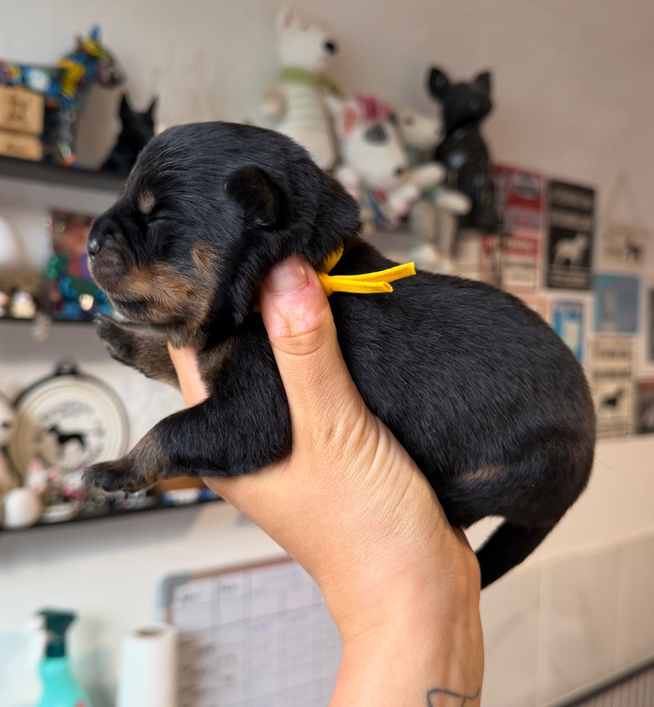 Femelle collier jaune - Rottweiler