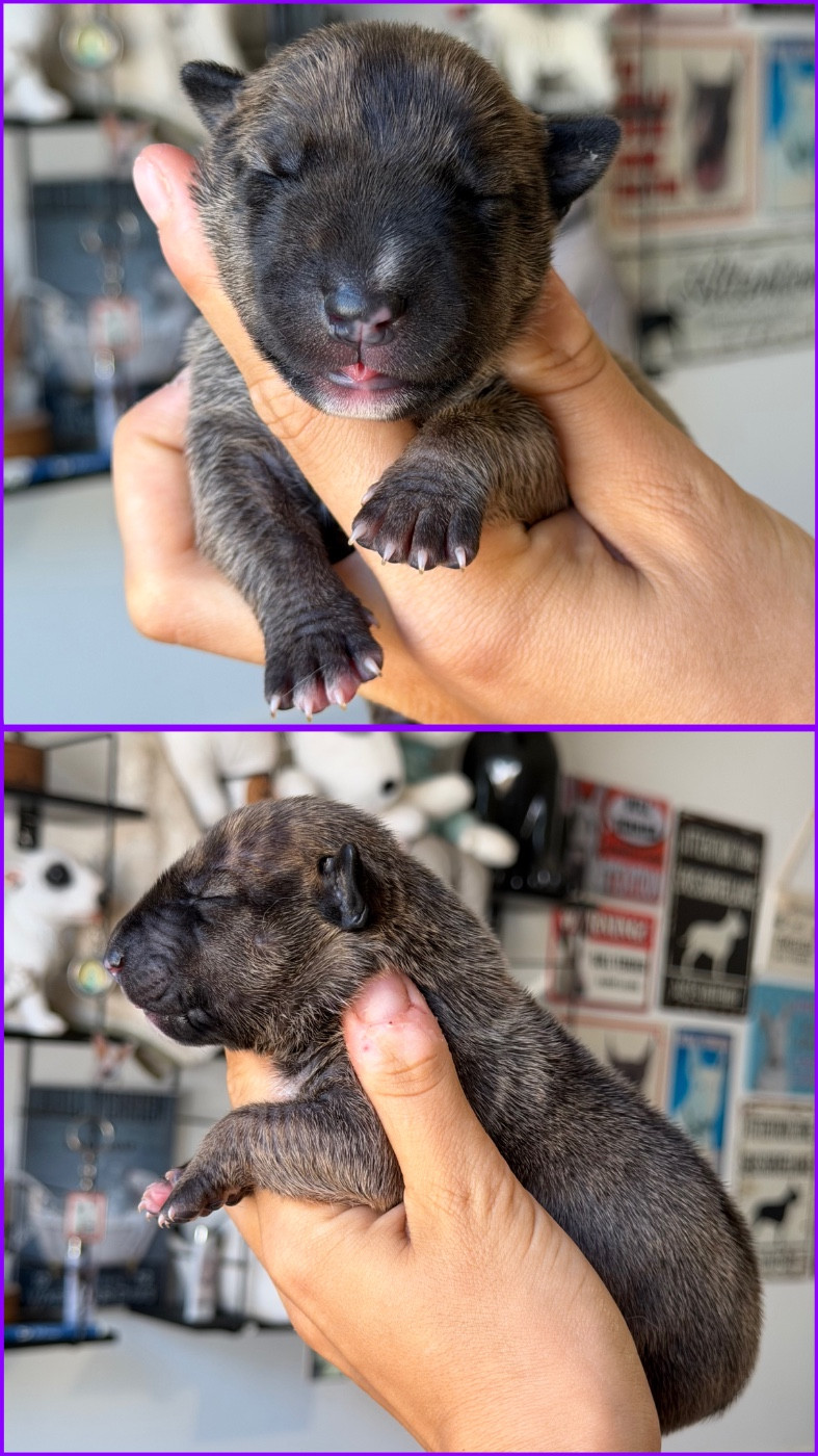 Femelle collier violet - Bull Terrier Miniature