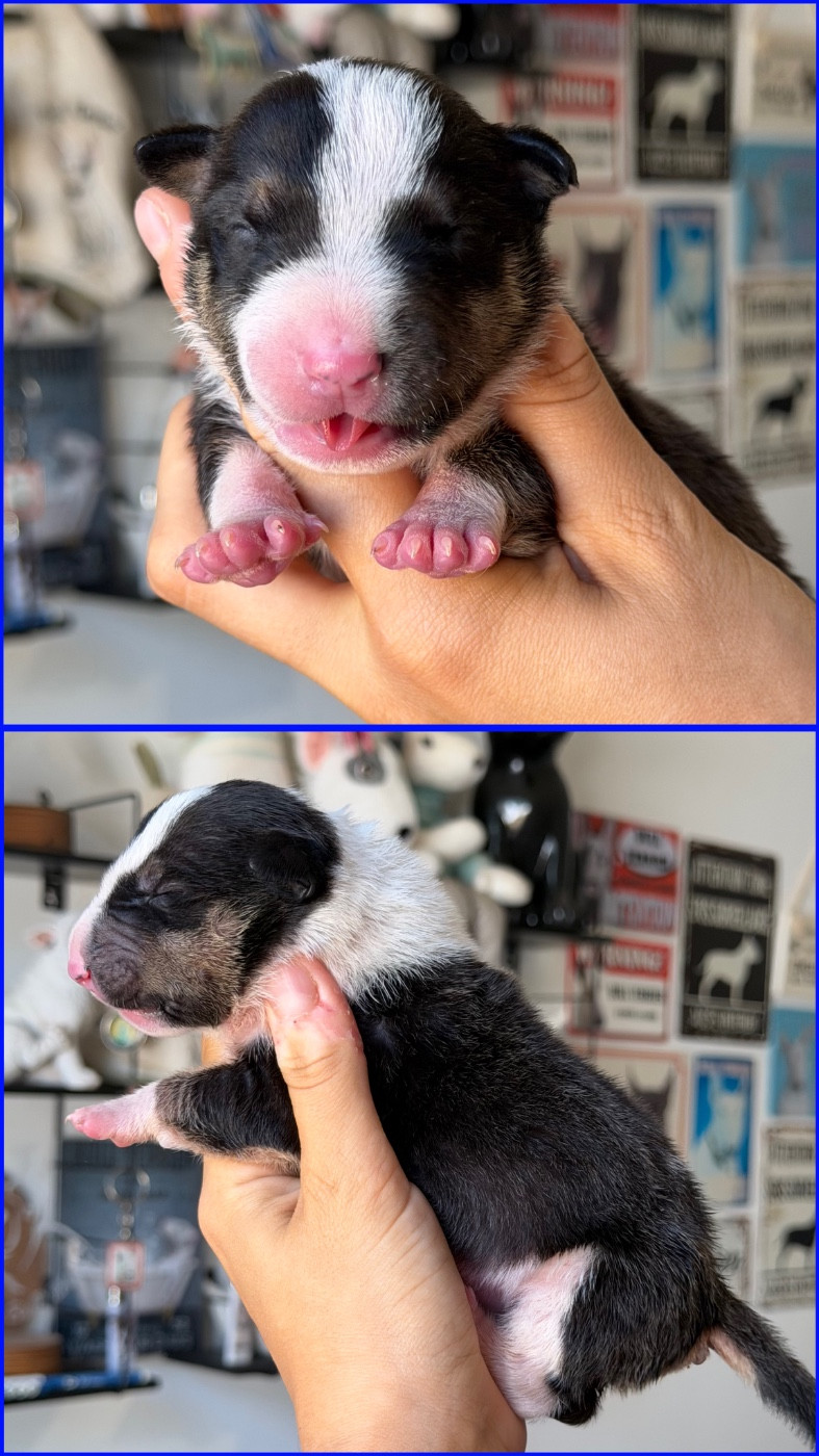 Mâle collier bleu - Bull Terrier Miniature