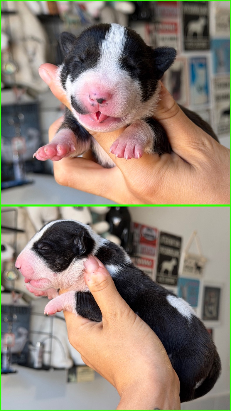 Mâle collier vert - Bull Terrier Miniature