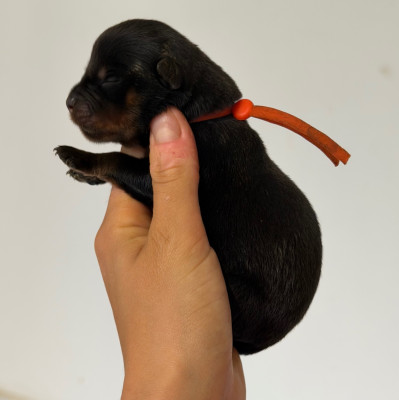 Les chiots de Rottweiler