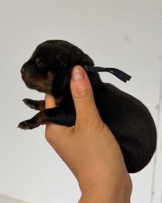 Les chiots de Rottweiler