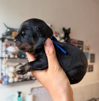 Les chiots de Rottweiler
