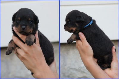 Les chiots de Rottweiler