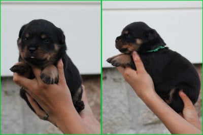 Les chiots de Rottweiler