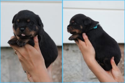 Les chiots de Rottweiler