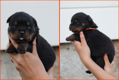 Les chiots de Rottweiler