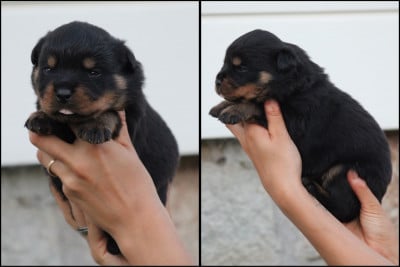 Les chiots de Rottweiler