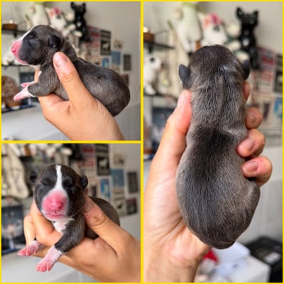 Les chiots de Bull Terrier Miniature
