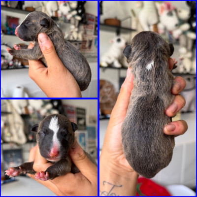 Les chiots de Bull Terrier Miniature