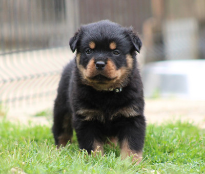 Les chiots de Rottweiler