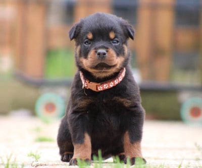 Les chiots de Rottweiler