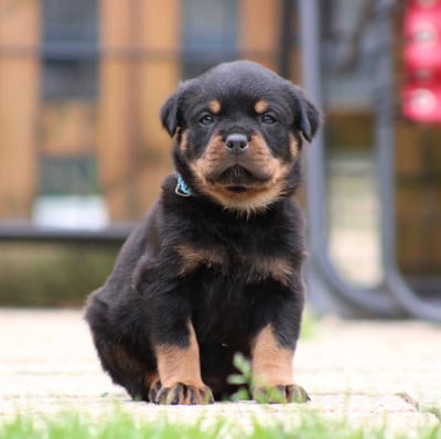 Les chiots de Rottweiler