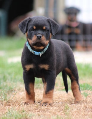 Les chiots de Rottweiler