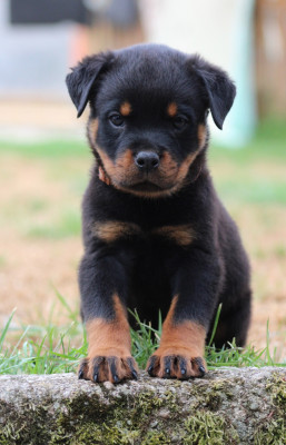 Les chiots de Rottweiler