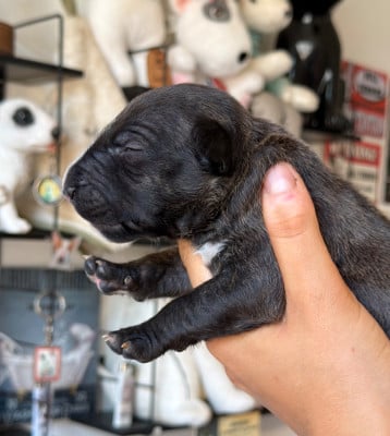 Les chiots de Bull Terrier Miniature