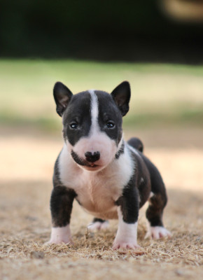 Les chiots de Bull Terrier Miniature