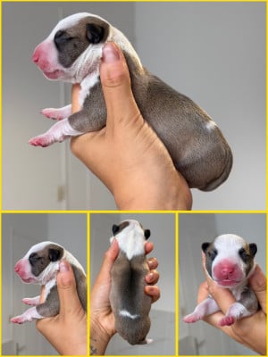 Les chiots de Bull Terrier Miniature