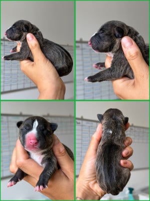 Bull Terrier Miniature