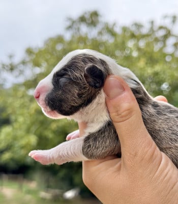 Bull Terrier Miniature