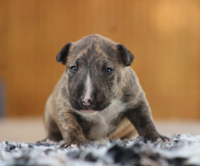Les chiots de Bull Terrier Miniature