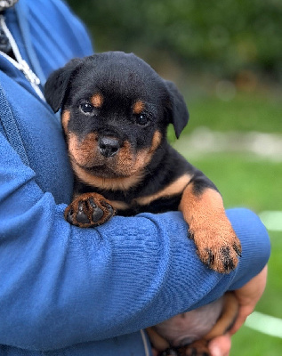 Les chiots de Rottweiler