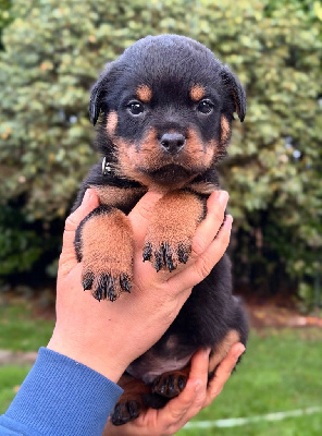 Les chiots de Rottweiler