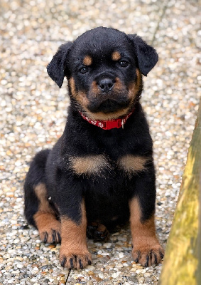 Les chiots de Rottweiler