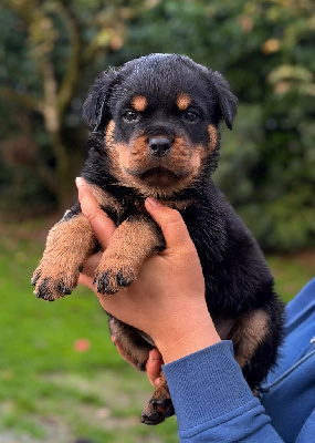 Les chiots de Rottweiler