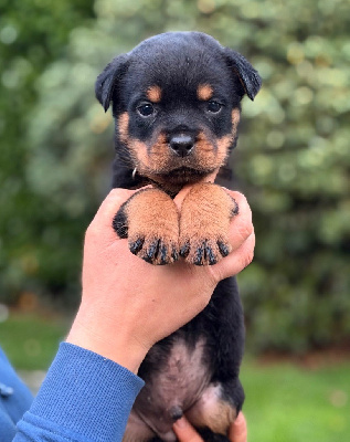 Les chiots de Rottweiler