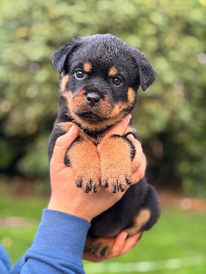 Les chiots de Rottweiler