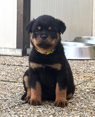 Les chiots de Rottweiler