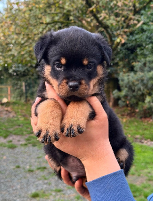 Les chiots de Rottweiler