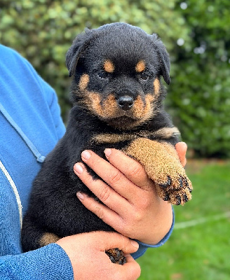 Les chiots de Rottweiler