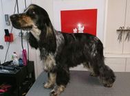 Publication : (Sans Affixe)