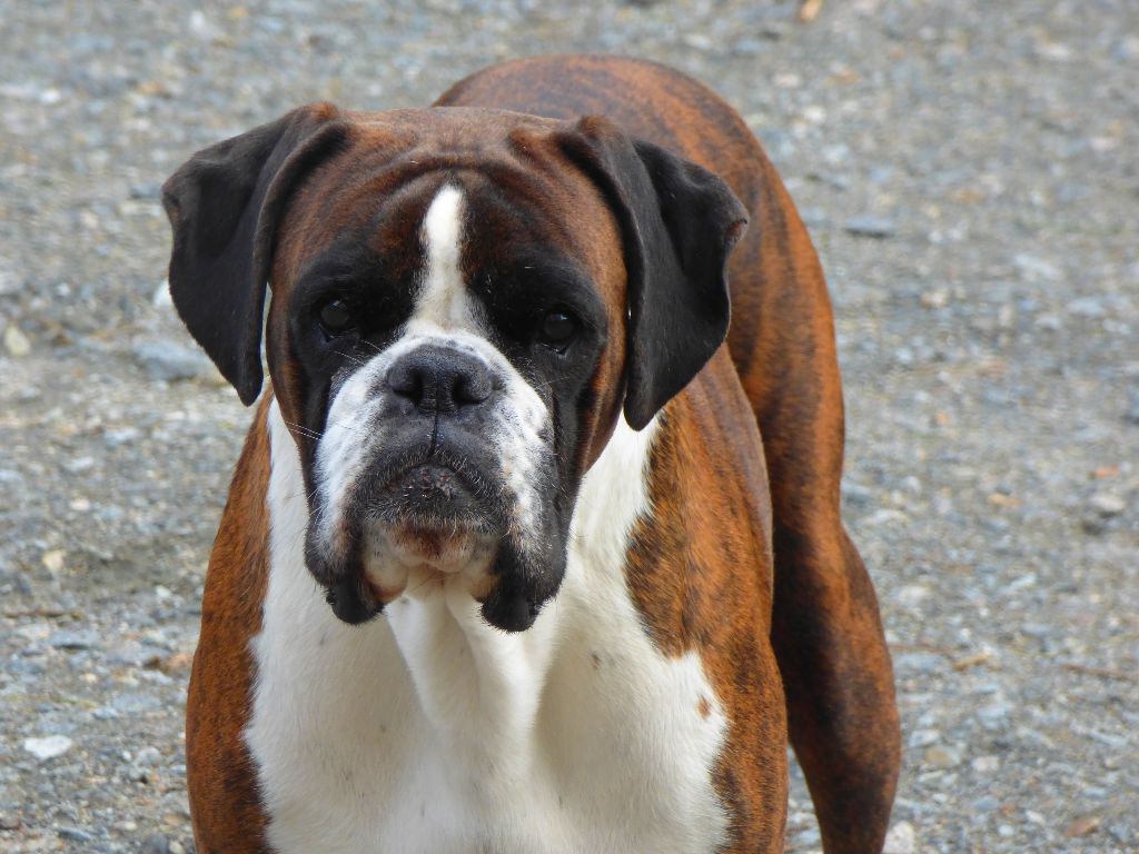 I'm lolita lempika de l'Arche des Terres du Sud