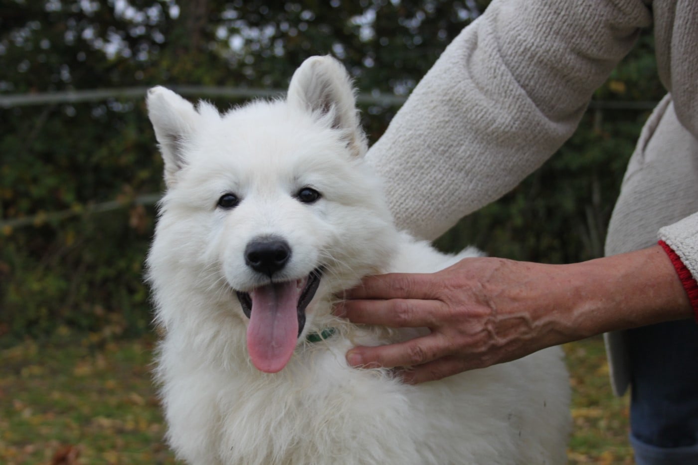 Berger Blanc Suisse - du Domaine de Nox'well