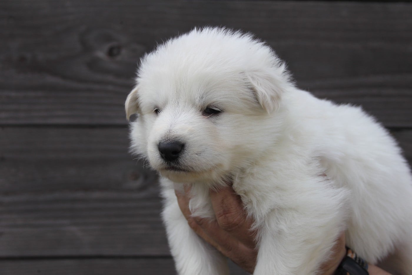 Collier Vert - Berger Blanc Suisse
