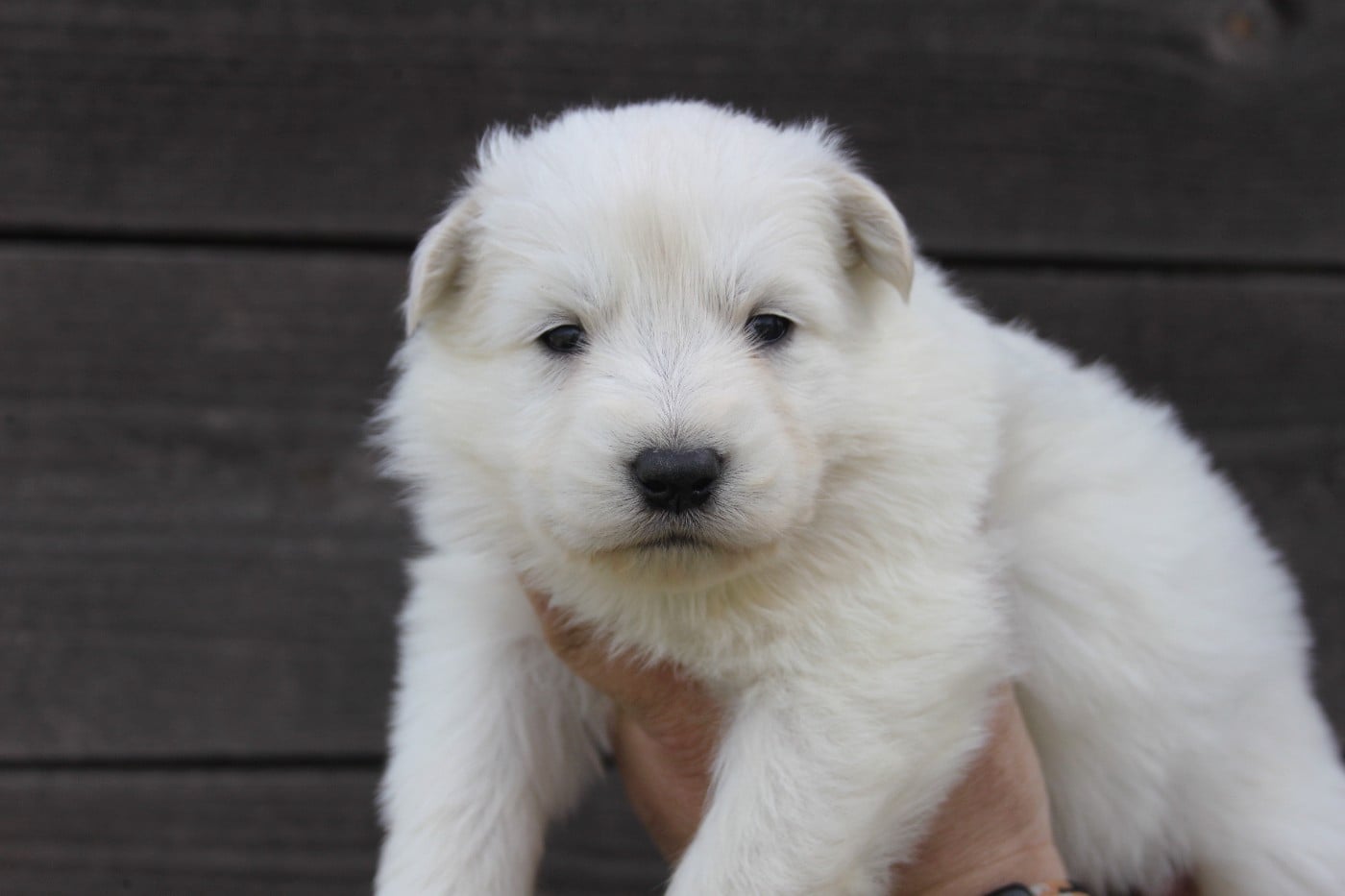 Collier Bleu - Berger Blanc Suisse