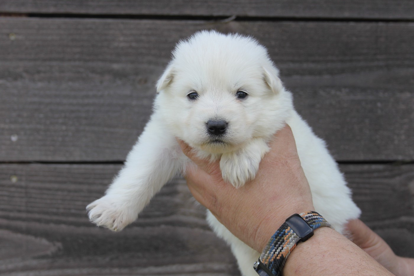 Collier Jaune - Berger Blanc Suisse