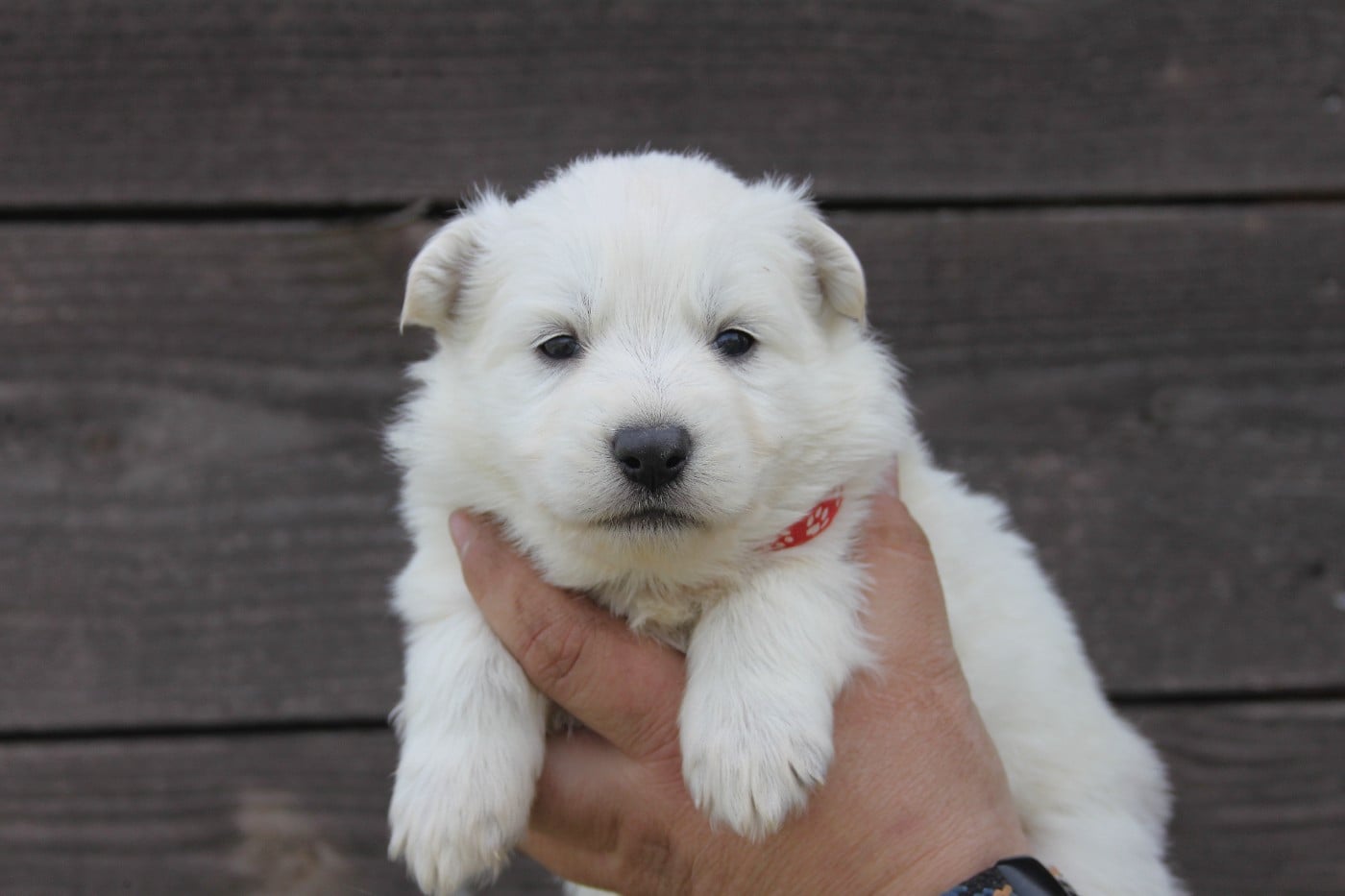 Collier Rouge - Berger Blanc Suisse